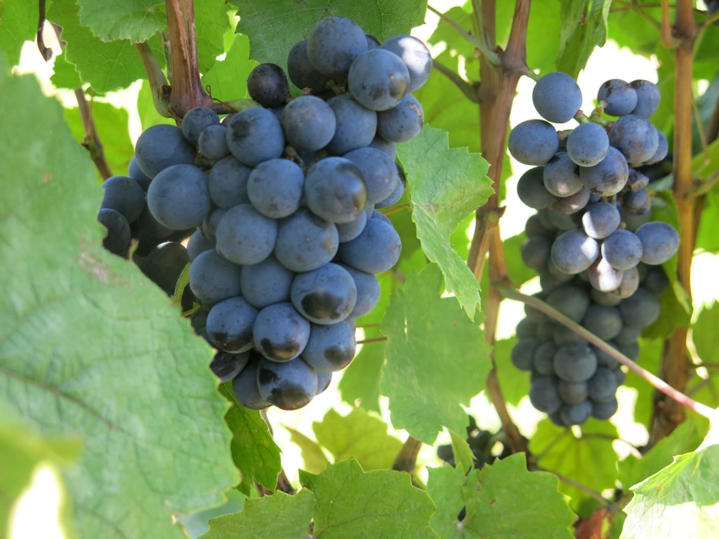 2015.08.25_gamay_1_pierre_doree.jpg